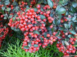 Cotoneaster franchetii: Fruit.
 Image: D. Glenny © Landcare Research 2017 CC BY 3.0 NZ